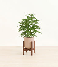 Load image into Gallery viewer, Sandy Pink stand:walnut
