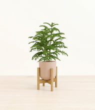 Load image into Gallery viewer, Sandy Pink stand:bamboo
