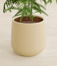 Load image into Gallery viewer, Almond Green stand:all
