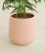 Load image into Gallery viewer, Gentle Pink stand:all
