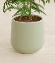 Load image into Gallery viewer, Turquoise stand:all
