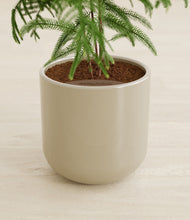 Load image into Gallery viewer, Sage Green stand:all

