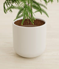 Load image into Gallery viewer, Cotton White stand:all
