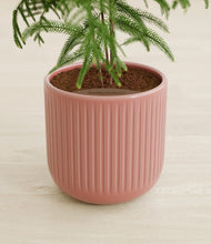 Load image into Gallery viewer, Striped Rose Pink stand:all
