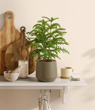 Load image into Gallery viewer, Olive stand:all
