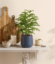Load image into Gallery viewer, Deep Navy stand:all

