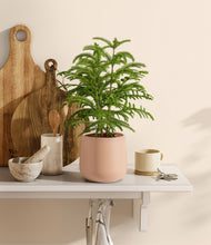 Load image into Gallery viewer, Gentle Pink stand:all
