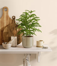 Load image into Gallery viewer, Sage Green
