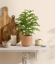 Load image into Gallery viewer, Striped Peach Pink
