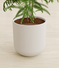 Load image into Gallery viewer, Natural Bamboo stand:all
