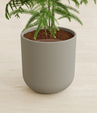 Load image into Gallery viewer, Sage Green stand:all
