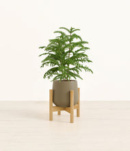 Load image into Gallery viewer, Olive stand:bamboo
