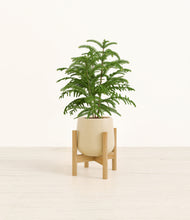 Load image into Gallery viewer, Almond Green stand:bamboo
