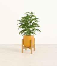 Load image into Gallery viewer, Mustard stand:bamboo
