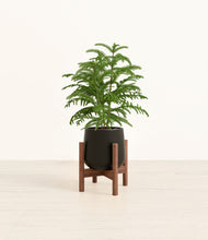 Load image into Gallery viewer, Black stand:walnut

