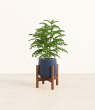 Load image into Gallery viewer, Deep Navy stand:walnut
