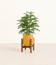 Load image into Gallery viewer, Mustard stand:walnut
