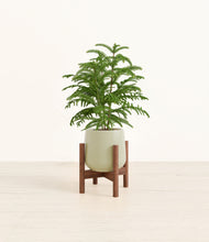 Load image into Gallery viewer, Turquoise stand:walnut
