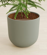 Load image into Gallery viewer, Sage Green stand:all
