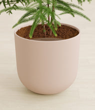 Load image into Gallery viewer, Sandy Pink stand:all
