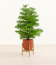 Load image into Gallery viewer, Earth Red stand:bamboo
