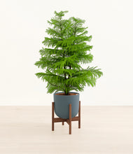 Load image into Gallery viewer, Iron Gray stand:walnut
