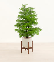 Load image into Gallery viewer, Natural Bamboo stand:walnut
