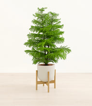 Load image into Gallery viewer, Natural Bamboo stand:bamboo
