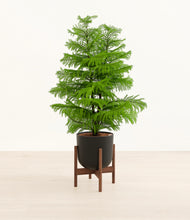 Load image into Gallery viewer, Stone Black stand:walnut
