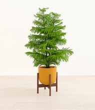 Load image into Gallery viewer, Sunset Orange stand:walnut
