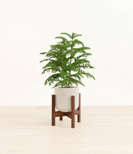 Load image into Gallery viewer, Snowdrift White stand:walnut
