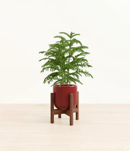 Load image into Gallery viewer, Striped Cherry Red stand:walnut
