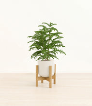 Load image into Gallery viewer, Cotton White stand:bamboo
