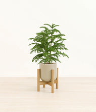 Load image into Gallery viewer, Sage Green stand:bamboo
