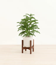 Load image into Gallery viewer, Cotton White stand:walnut
