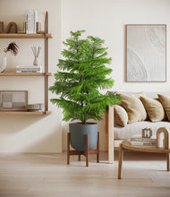 Load image into Gallery viewer, Iron Gray stand:walnut

