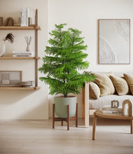 Load image into Gallery viewer, Sage Green stand:walnut
