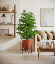 Load image into Gallery viewer, Earth Red stand:walnut
