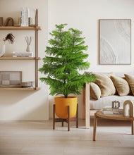 Load image into Gallery viewer, Sunset Orange stand:walnut
