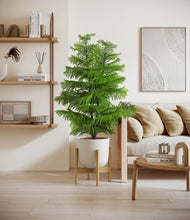 Load image into Gallery viewer, Natural Bamboo stand:bamboo
