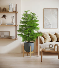 Load image into Gallery viewer, Iron Gray stand:bamboo
