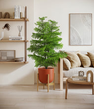 Load image into Gallery viewer, Earth Red stand:bamboo
