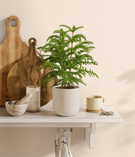 Load image into Gallery viewer, Natural Bamboo

