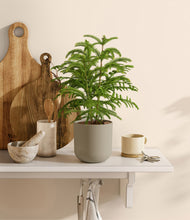 Load image into Gallery viewer, Sage Green
