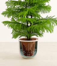 Load image into Gallery viewer, Natural Bamboo stand:all
