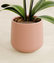 Load image into Gallery viewer, Calm Rose stand:all
