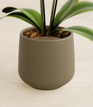 Load image into Gallery viewer, Olive stand:all
