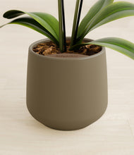 Load image into Gallery viewer, Olive stand:all
