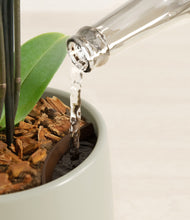 Load image into Gallery viewer, Turquoise stand:all
