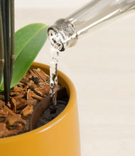 Load image into Gallery viewer, Mustard stand:all
